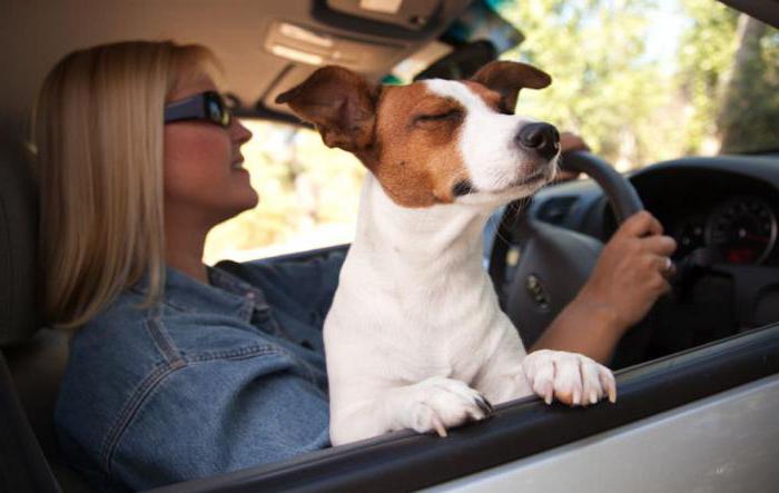 приспособления для перевозки собак в машине
