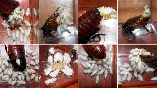 личинки тараканов фото