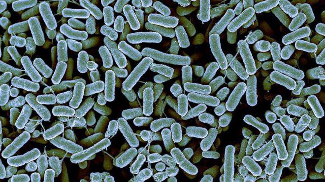 самые интересные факты о бактериях