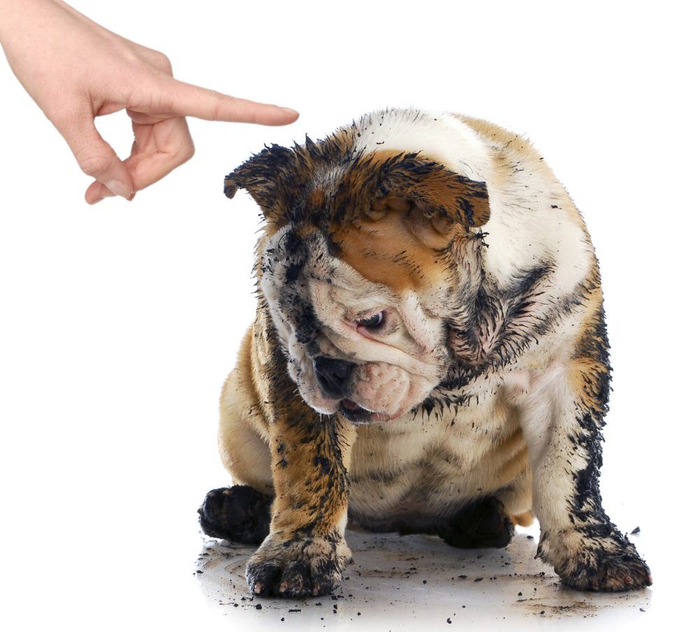 как правильно наказывать собаку за непослушание