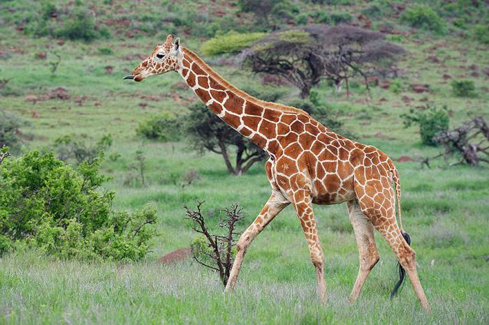 язык жирафа