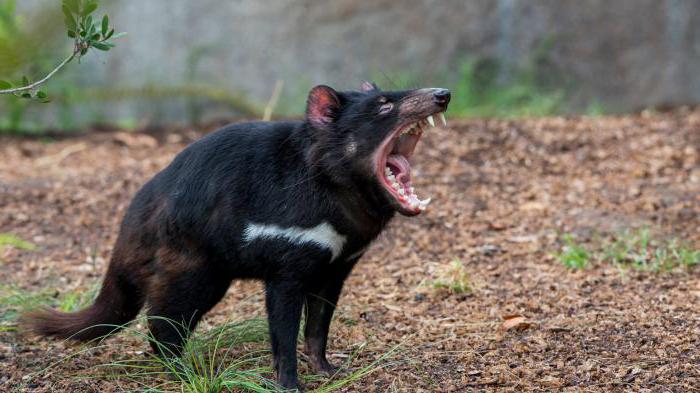 tasmanian devil animal