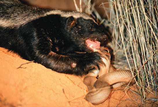 tasmanian devil description