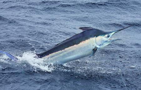 fishing in the ocean for large fish