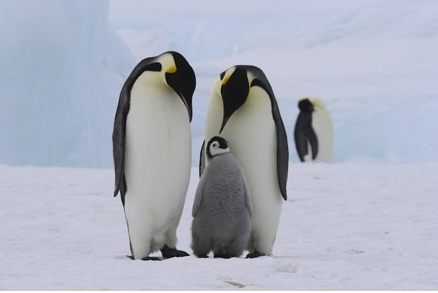 семья пингвинов