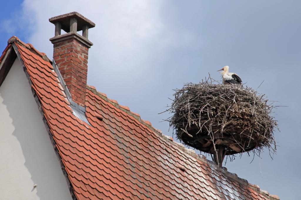 гнездо аиста на крыше дома
