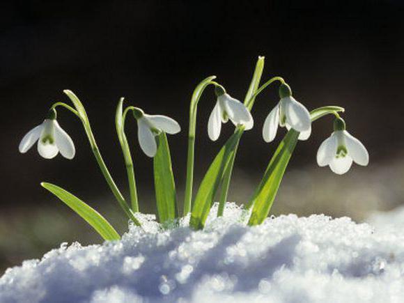 riddle about a snowdrop