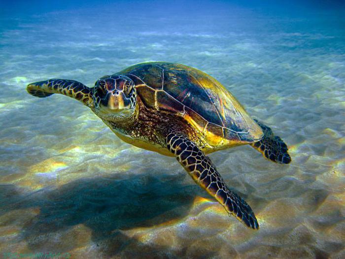 Фото морской черепахи в хорошем качестве