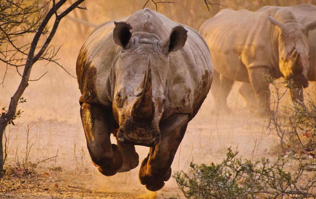Загадки про носорога для самых маленьких