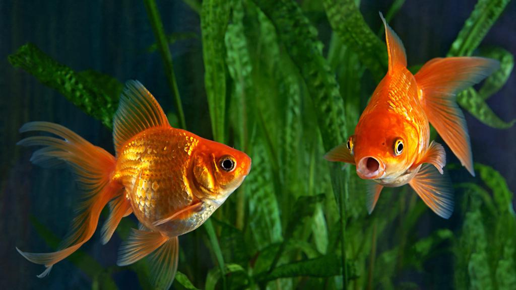 Riddles about a goldfish for schoolchildren