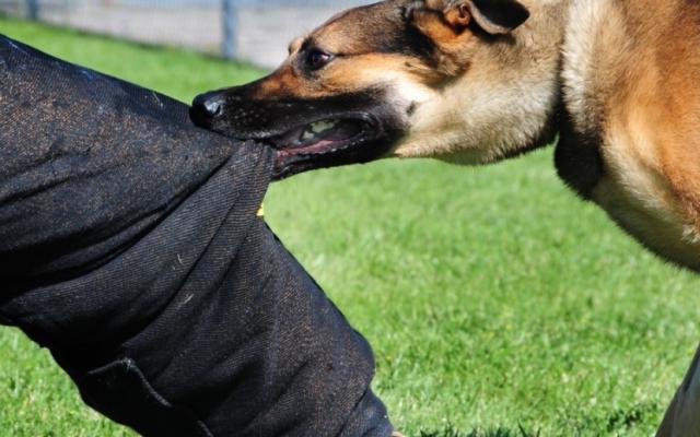 how easy it is to protect yourself from dogs on the street