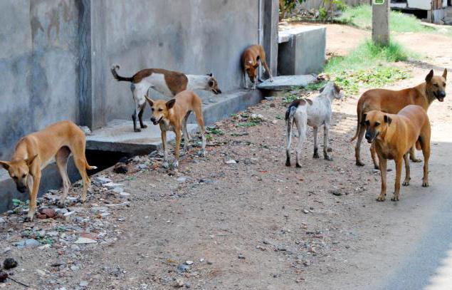 how to protect yourself from dogs on the street