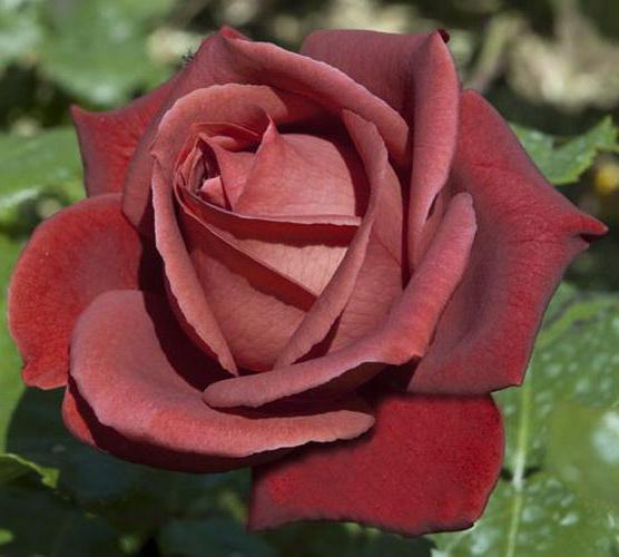 Роза тенека фото и описание
