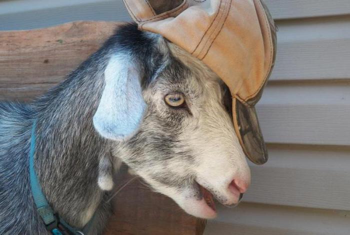 proverb let goat into the garden