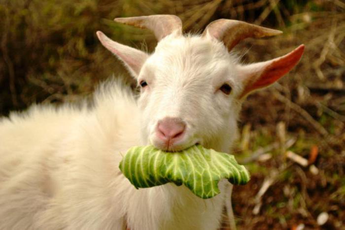 let goat in the garden meaning