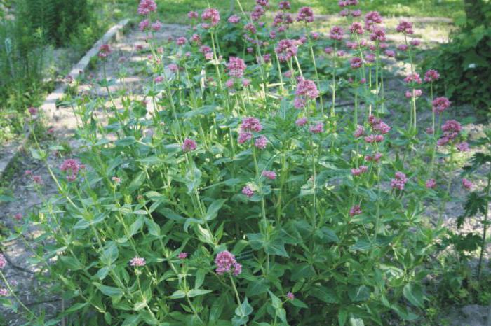 herbarium of medicinal plants