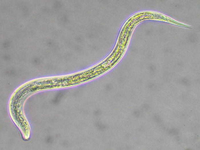 Nematodes in an aquarium are dangerous to humans