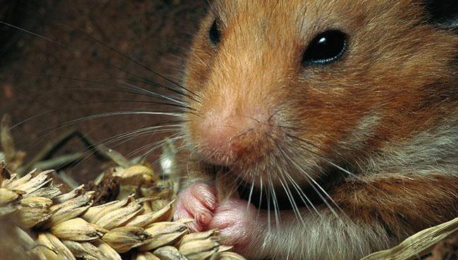 Royal breed of hamsters