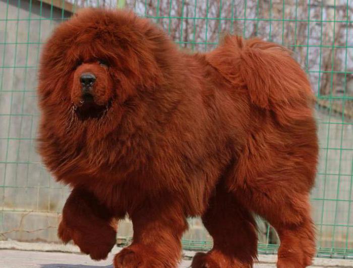 smooth-haired large breeds of dogs photo with names