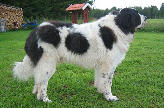 very large breeds of dogs photos with names