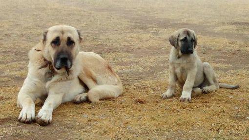 the largest dogs of the breed name with photo