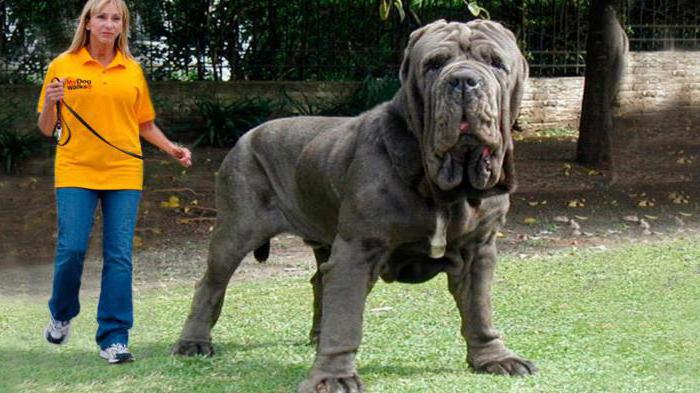 puppies of large breeds of dogs photo and name