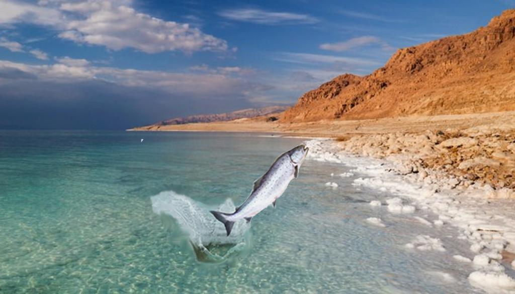 Рыба в Мертвом море