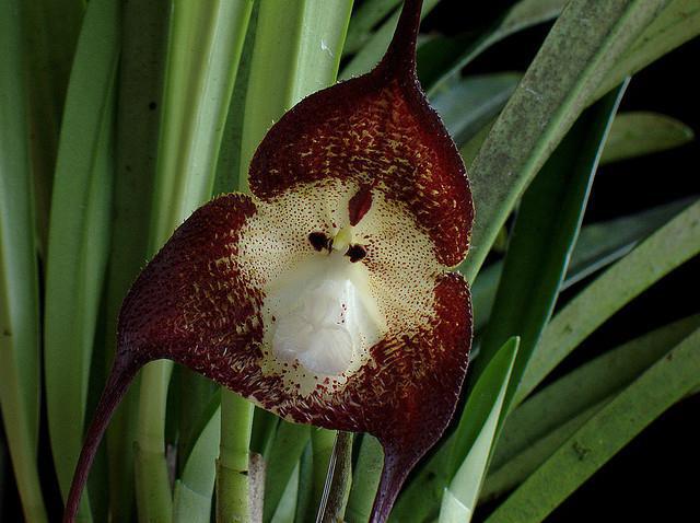 Орхидея обезьянья дракула