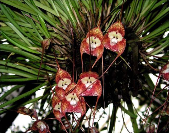 Орхидея дракула фото