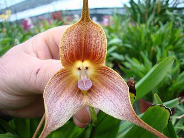 Орхидея дракула в домашних условиях