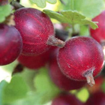 Gooseberries in spring