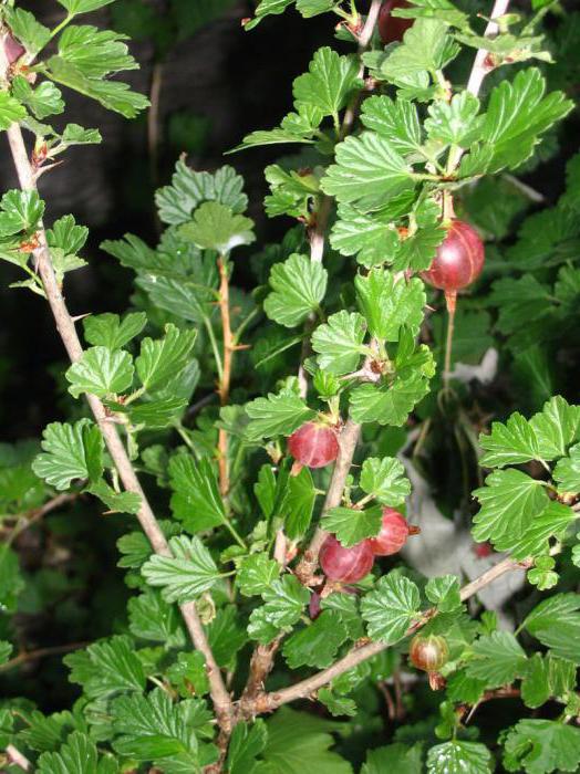 How to plant gooseberries