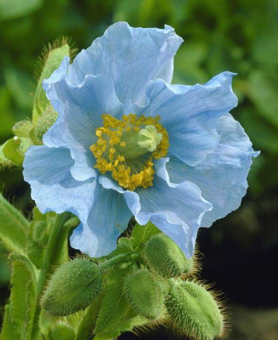 Голубые маки цветы