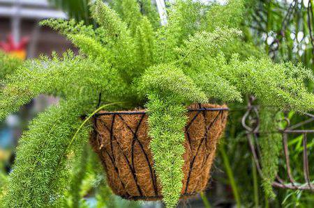 Asparagus Meyer Seed Growing