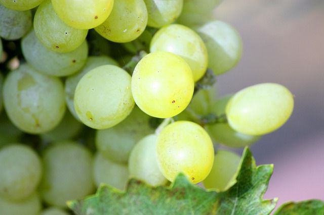 Chameleon grape variety