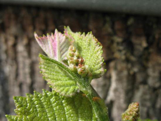 Grapes chameleon grade description photo