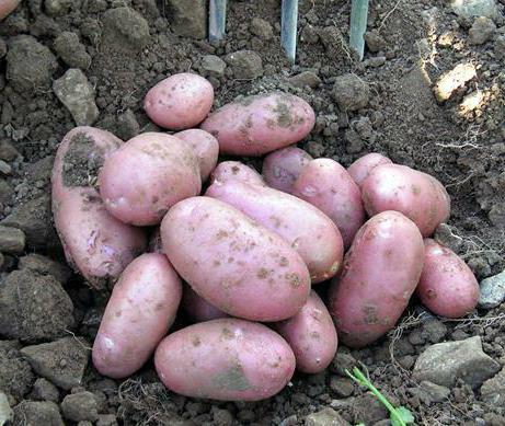 Семена картофеля рябинушка