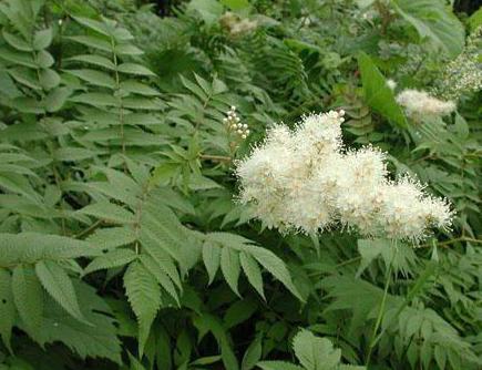 Spiraea mountain ash photo