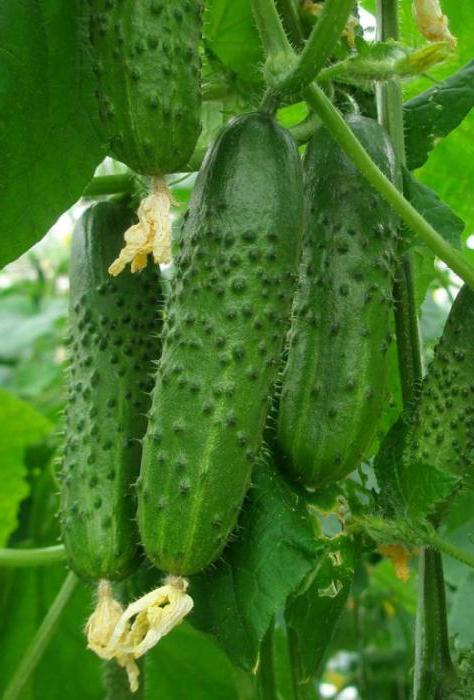 When to plant cucumbers in open ground