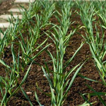 Super idea for planting garlic in the winter