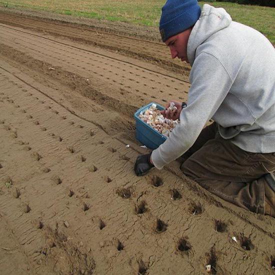 The device for planting garlic manually in the country