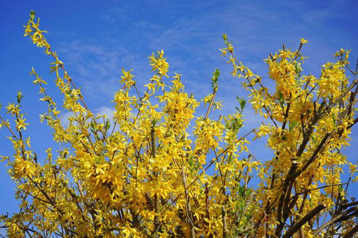 Forsythia winter preparation pruning