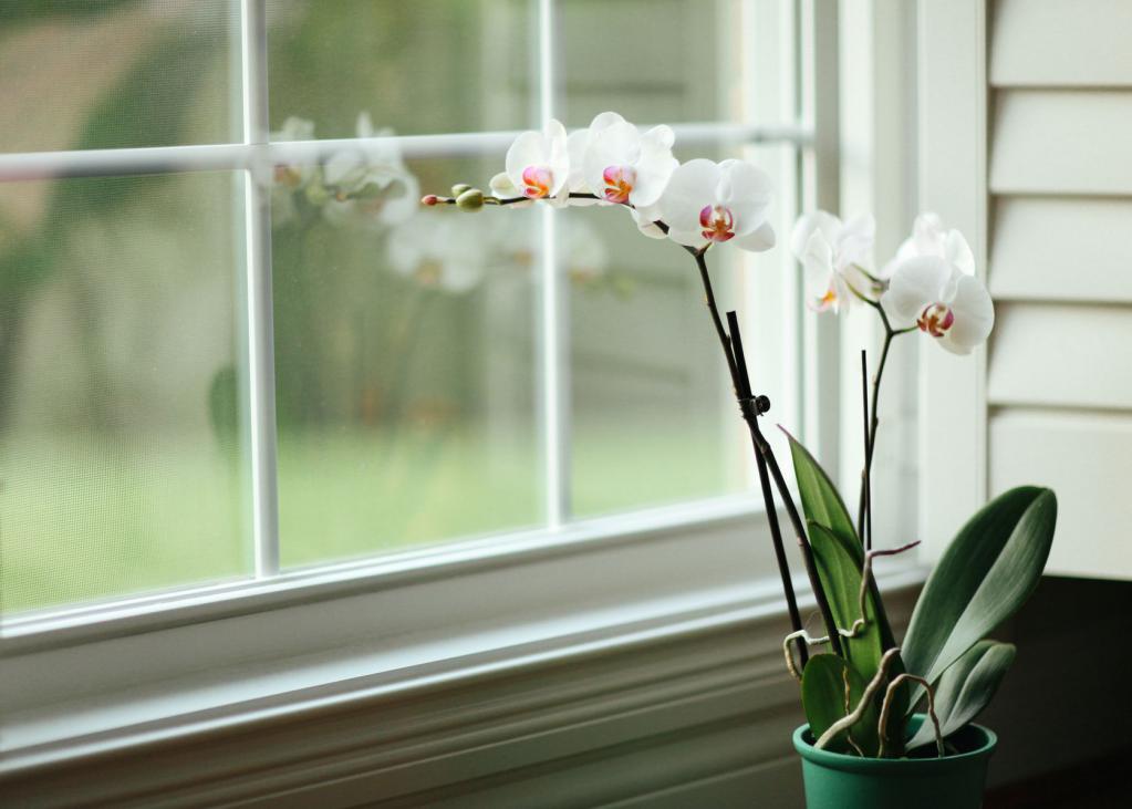 Ухаживать дома за орхидеей в горшке