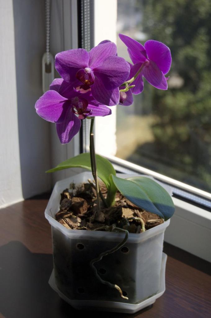 Как ухаживать за орхидеей особенности
