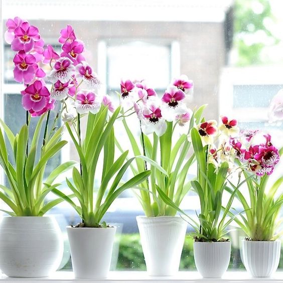 Ухаживать за орхидеей дома особенности