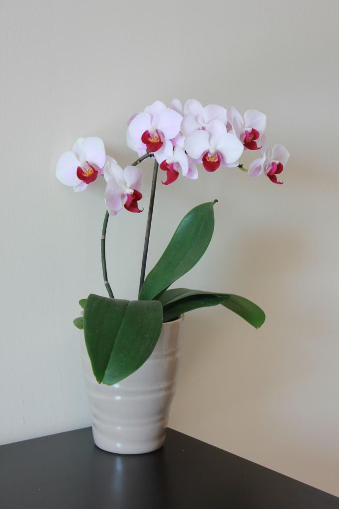 How to care for an orchid at home