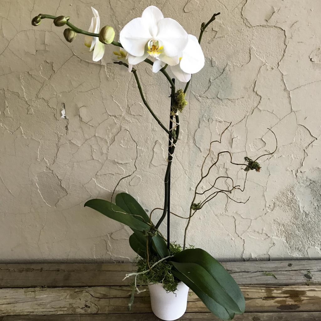 Размножение орхидеи фаленопсиса