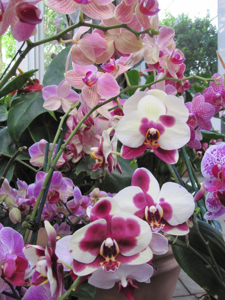 Размножение орхидеи фаленопсис в домашнем микроклимате