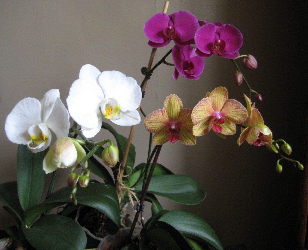 Фаленопсис (орхидея): уход и размножение