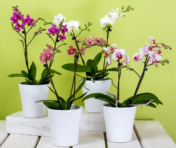 Композиции из орхидей в интерьере